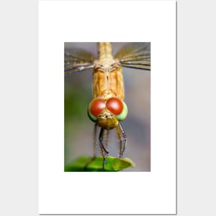 Unique and organic photo of a Dragonfly Posters and Art